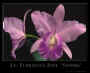orchid1.jpg (15749 bytes)