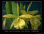 orchid2.jpg (23279 bytes)