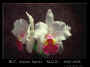 orchid3.jpg (33899 bytes)