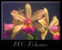 orchid4.jpg (19089 bytes)