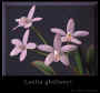 orchid5.jpg (14293 bytes)