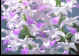 orchid7.jpg (40594 bytes)